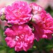 Kép 1/3 - Rosa 'Superb Dorothy' - rózsaszín - rambler, kúszó rózsa