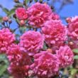 Rosa 'Superb Dorothy' - rózsaszín - rambler, kúszó rózsa