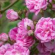 Kép 3/3 - Rosa 'Superb Dorothy' - rózsaszín - rambler, kúszó rózsa