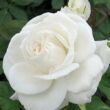 Kép 1/3 - Rosa 'Annapurna™' - fehér - teahibrid rózsa
