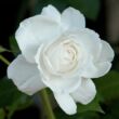 Kép 2/3 - Rosa 'Annapurna™' - fehér - teahibrid rózsa