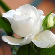 Kép 3/3 - Rosa 'Annapurna™' - fehér - teahibrid rózsa