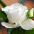 Kép 3/3 - Rosa 'Annapurna™' - fehér - teahibrid rózsa