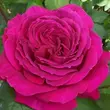 Kép 2/3 - Rosa 'Blackberry Nip™' - rózsaszín - teahibrid rózsa