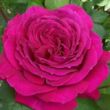 Rosa 'Blackberry Nip™' - rózsaszín - teahibrid rózsa