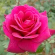 Kép 3/3 - Rosa 'Blackberry Nip™' - rózsaszín - teahibrid rózsa