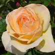 Kép 1/3 - Rosa 'Charlie Chaplin™' - sárga - teahibrid rózsa