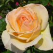 Kép 1/3 - Rosa 'Charlie Chaplin™' - sárga - teahibrid rózsa