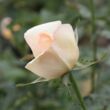 Rosa 'Charlie Chaplin™' - sárga - teahibrid rózsa