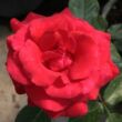 Rosa 'Corrida™' - vörös - teahibrid rózsa
