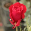 Kép 3/3 - Rosa 'Corrida™' - vörös - teahibrid rózsa