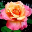 Kép 1/3 - Rosa 'Frénésie™' - sárga - rózsaszín - teahibrid rózsa