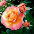 Rosa 'Frénésie™' - sárga - rózsaszín - teahibrid rózsa