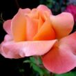 Kép 3/3 - Rosa 'Frénésie™' - sárga - rózsaszín - teahibrid rózsa