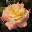 Kép 1/3 - Rosa 'Horticolor™' - sárga - rózsaszín - teahibrid rózsa