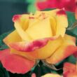 Rosa 'Horticolor™' - sárga - rózsaszín - teahibrid rózsa