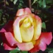 Kép 3/3 - Rosa 'Horticolor™' - sárga - rózsaszín - teahibrid rózsa