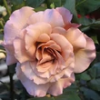 Kép 1/3 - Rosa 'Chocolate Rose™' - narancssárga - barna - teahibrid rózsa