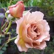 Kép 2/3 - Rosa 'Chocolate Rose™' - narancssárga - barna - teahibrid rózsa