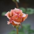 Rosa 'Chocolate Rose™' - narancssárga - barna - teahibrid rózsa