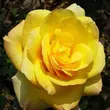 Kép 1/3 - Rosa 'King's Ransom™' - sárga - teahibrid rózsa