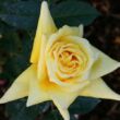 Kép 2/3 - Rosa 'King's Ransom™' - sárga - teahibrid rózsa