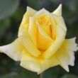 Rosa 'King's Ransom™' - sárga - teahibrid rózsa