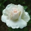 Kép 1/3 - Rosa 'Métro™' - fehér - teahibrid rózsa