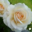 Rosa 'Métro™' - fehér - teahibrid rózsa