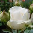 Rosa 'Métro™' - fehér - teahibrid rózsa