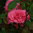 Rosa 'Mullard Jubilee™' - rózsaszín - teahibrid rózsa