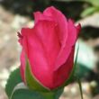 Rosa 'Mullard Jubilee™' - rózsaszín - teahibrid rózsa