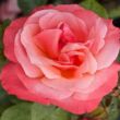 Kép 1/3 - Rosa 'Silver Jubilee™' - rózsaszín - teahibrid rózsa