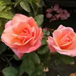 Kép 2/3 - Rosa 'Silver Jubilee™' - rózsaszín - teahibrid rózsa