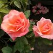 Kép 2/3 - Rosa 'Silver Jubilee™' - rózsaszín - teahibrid rózsa