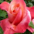 Rosa 'Silver Jubilee™' - rózsaszín - teahibrid rózsa
