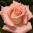 Kép 1/3 - Rosa 'Warm Wishes™' - rózsaszín - teahibrid rózsa