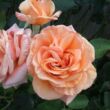 Rosa 'Warm Wishes™' - rózsaszín - teahibrid rózsa