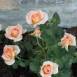 Kép 3/3 - Rosa 'Warm Wishes™' - rózsaszín - teahibrid rózsa
