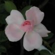Rosa 'Ausclub' - rózsaszín - angol rózsa