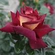 Kép 1/3 - Rosa 'Eddy Mitchell®' - vörös - sárga - teahibrid rózsa