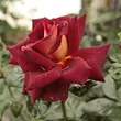 Kép 2/3 - Rosa 'Eddy Mitchell®' - vörös - sárga - teahibrid rózsa