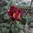 Kép 3/3 - Rosa 'Eddy Mitchell®' - vörös - sárga - teahibrid rózsa