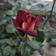 Rosa 'Eddy Mitchell®' - vörös - sárga - teahibrid rózsa