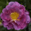 Kép 1/3 - Rosa 'Blauwestad™' - rózsaszín - virágágyi floribunda rózsa
