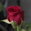 Kép 3/3 - Rosa 'Blauwestad™' - rózsaszín - virágágyi floribunda rózsa