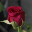 Rosa 'Blauwestad™' - rózsaszín - virágágyi floribunda rózsa