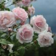 Rosa 'New Dawn' - rózsaszín - climber, futó rózsa