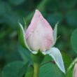 Rosa 'New Dawn' - rózsaszín - climber, futó rózsa