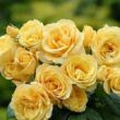 Kép 1/3 - Rosa 'Lara™' - sárga - teahibrid rózsa